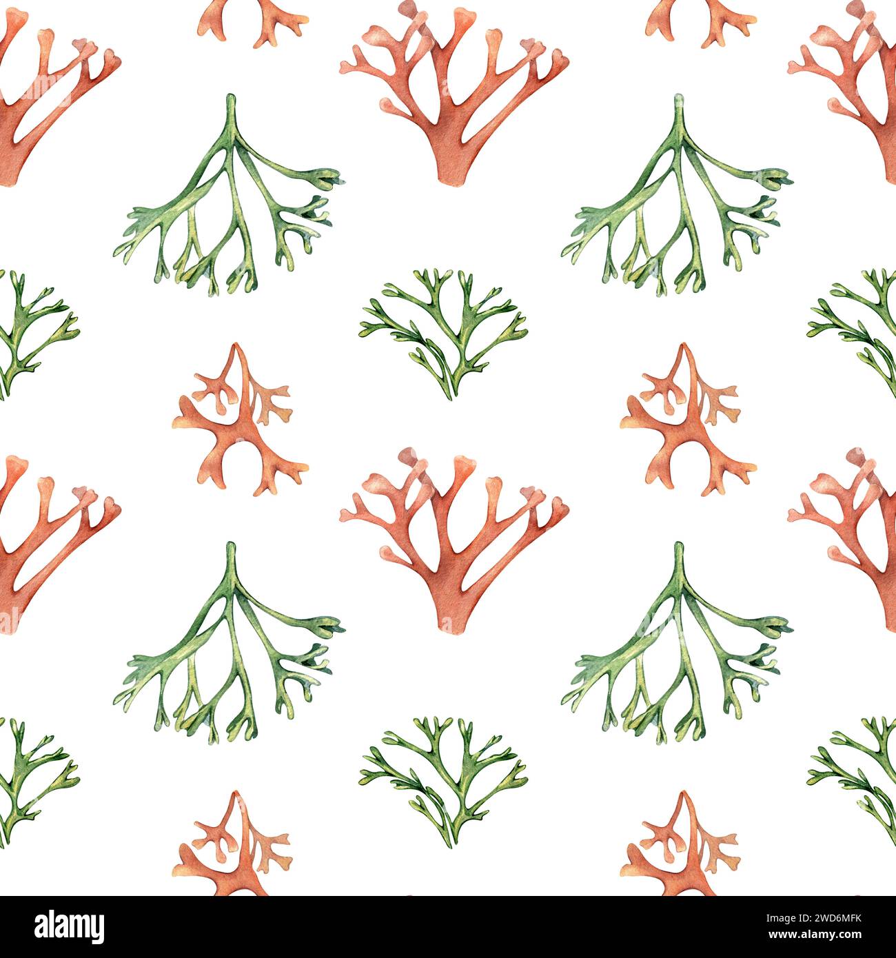 Watercolor seamless pattern of sea plants, coral isolated on white. Pink palmata seaweed hand drawn. Painted codium, dulse. Design element for package Stock Photo