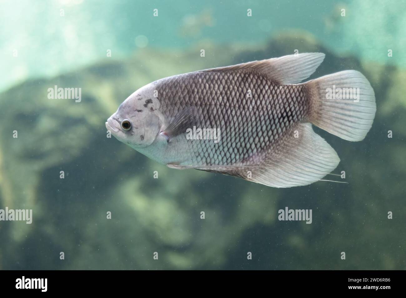 Close-up of Giant Gourami floating under the water. Side view of Giant Gourami. Stock Photo