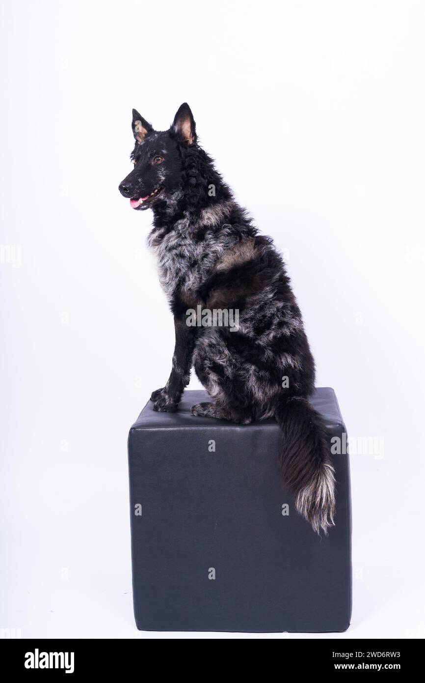 Mudi shepherd in front of a brick and white background Stock Photo