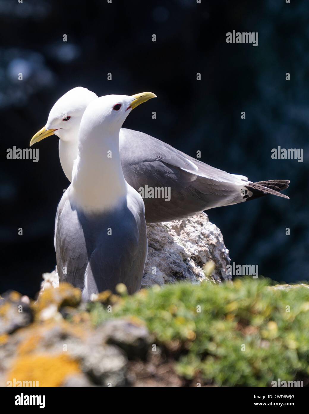 A close-up of two common kittiwakes on a grass patch in sunlight Stock Photo