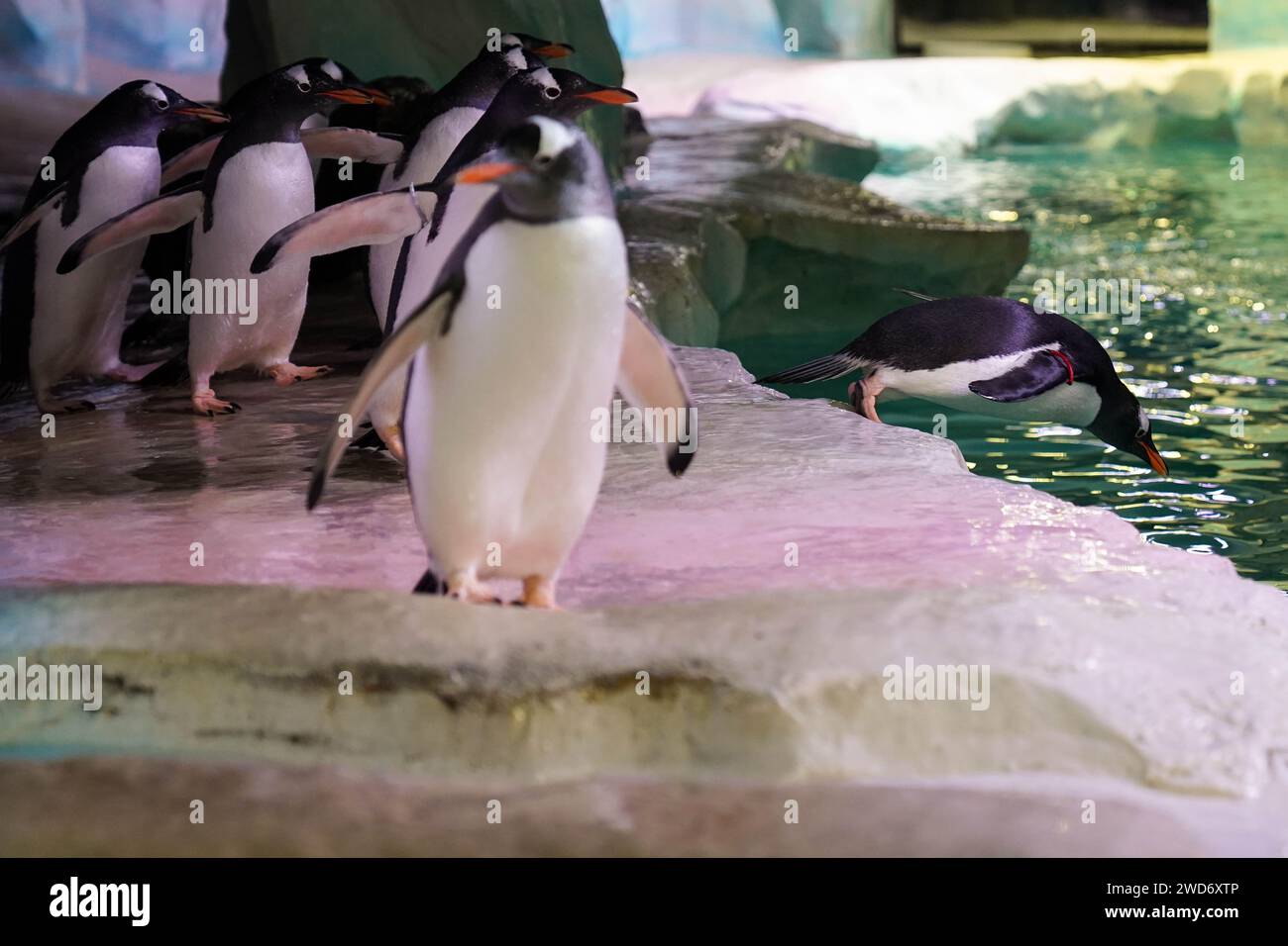 the-penguin-2024-hi-res-stock-photography-and-images-alamy