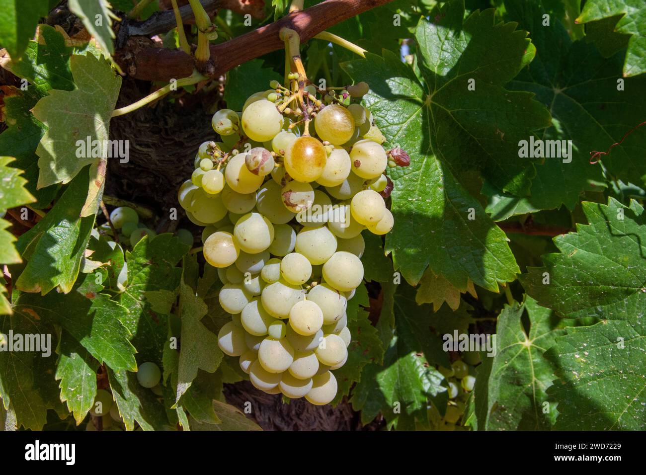 White grapes for white wine in Mediterranean vineyard Stock Photo