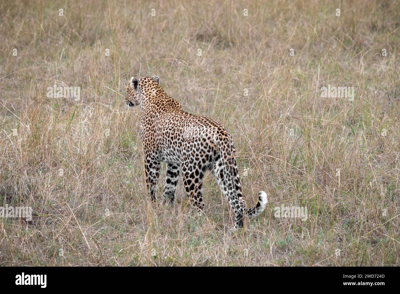 A cheetah moving across arid grassland in a safari in Kenya Stock Photo