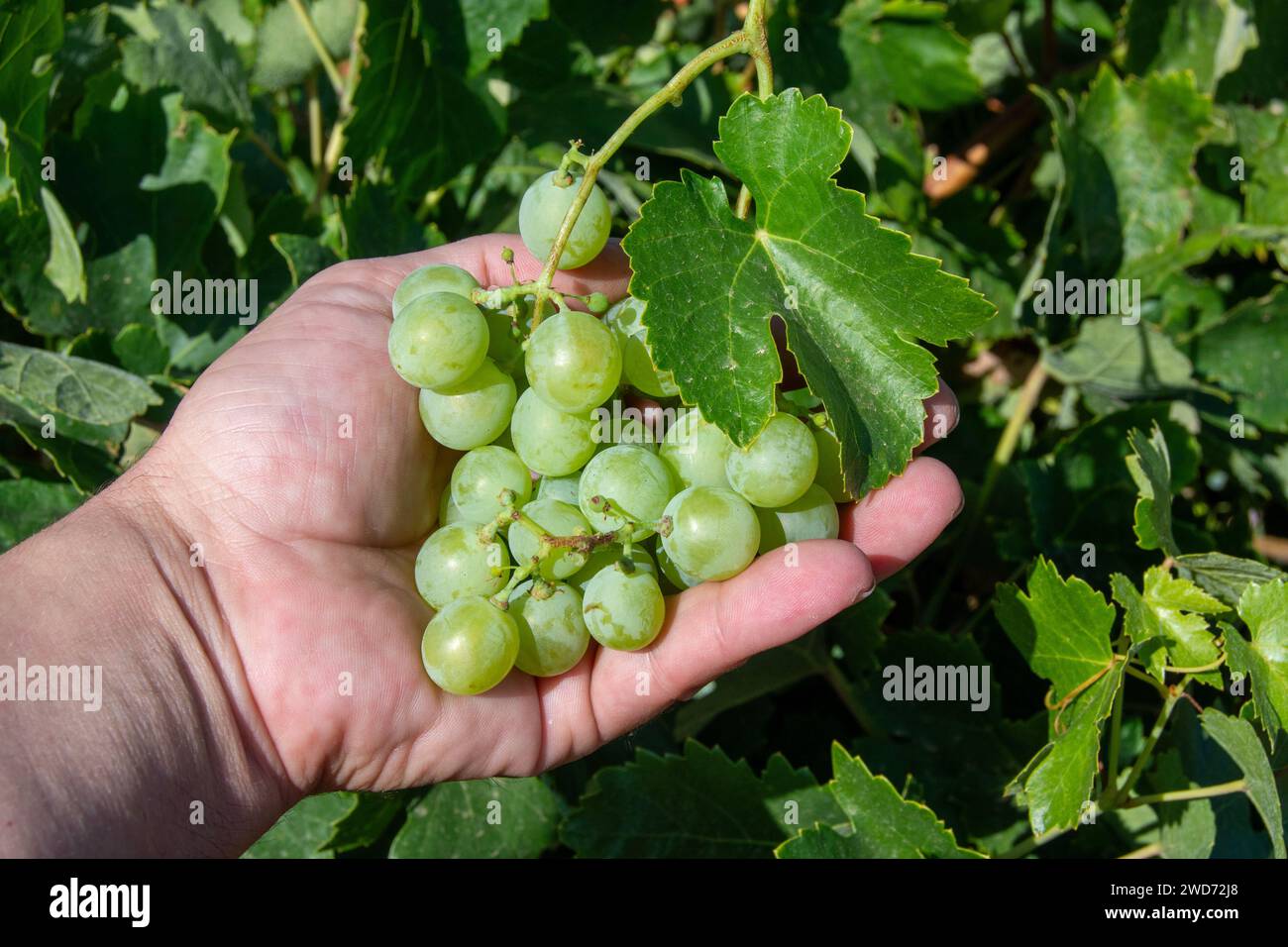 White grapes for white wine in Mediterranean vineyard Stock Photo