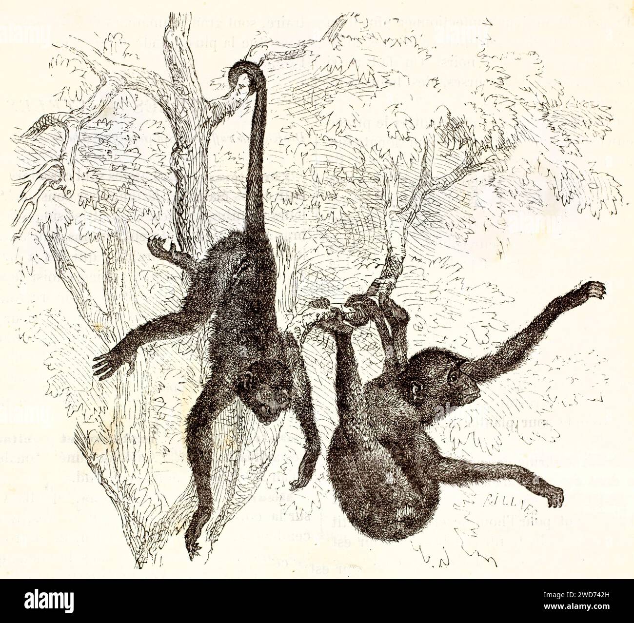 Old engraved illustration of a couple of Red-faced Spider monkeys in