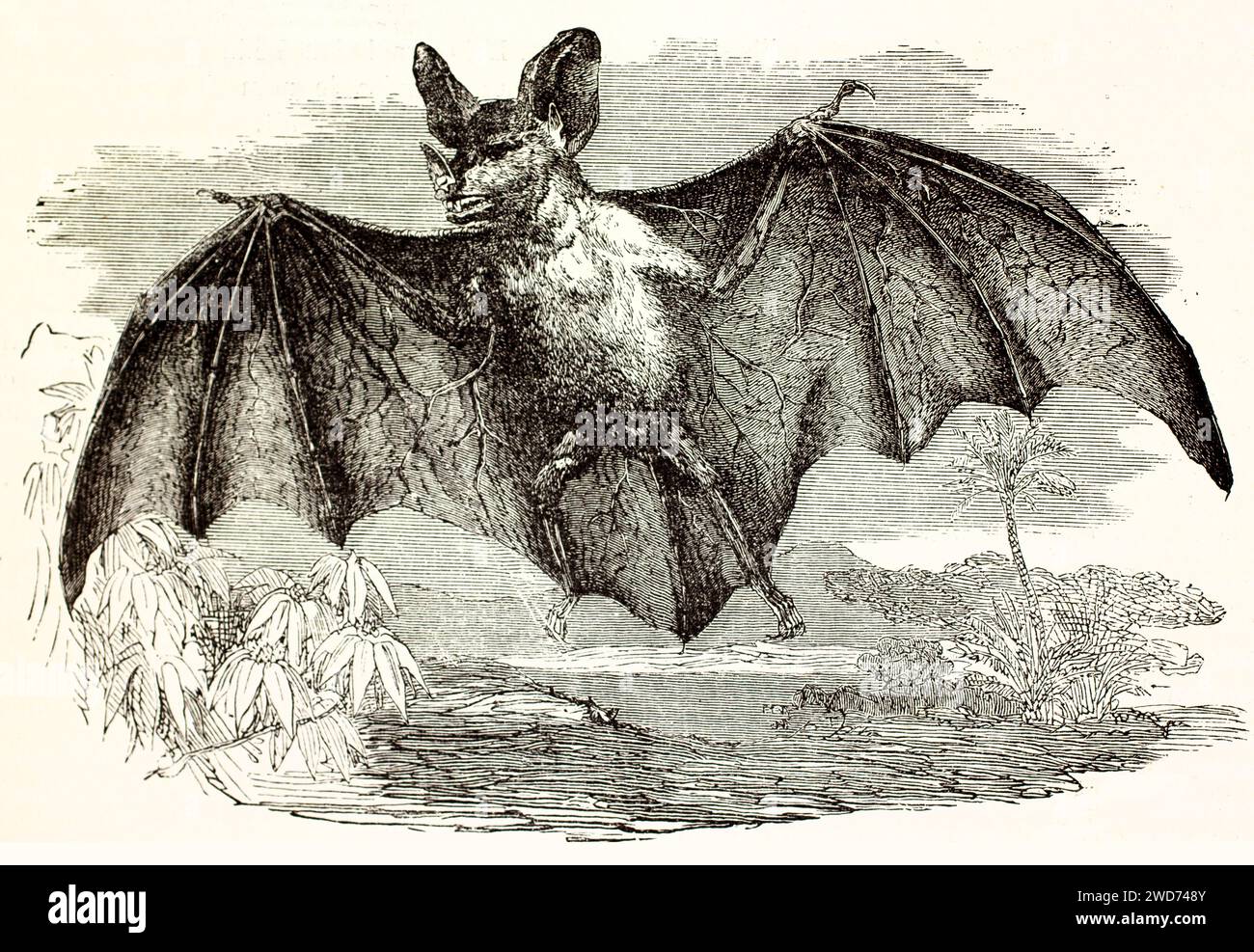 Old engraved illustraion of Spectral bat flying. Createb by Illner, published on Brehm, Les Mammifers, Baillière et fils, Paris, 1878 Stock Photo