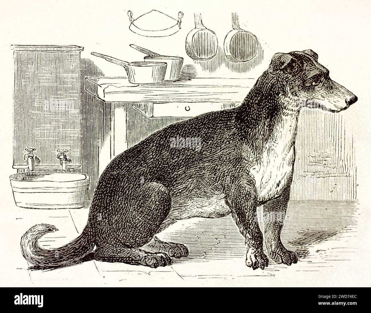 Old engraved illustration of Turnspit dog. Created by Marchand