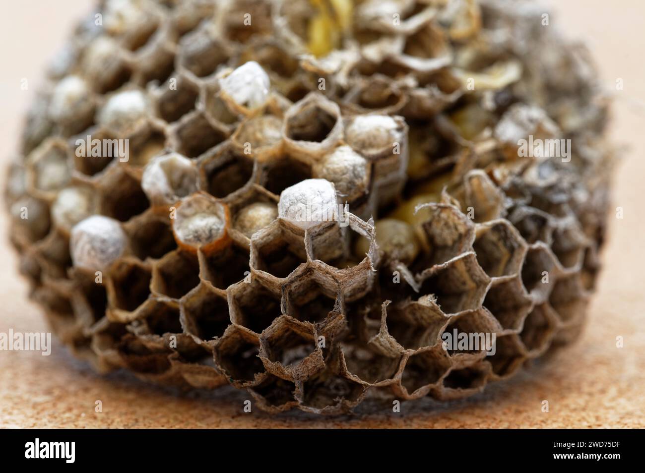 A paper wasp's nest that has been opened. It shows the cells and caps where eggs and larva are. Stock Photo