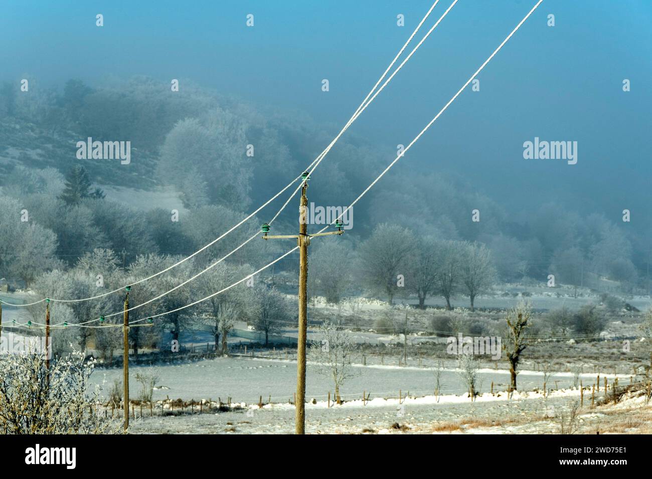A snowy hillside with power lines and lush trees in the fog Stock Photo