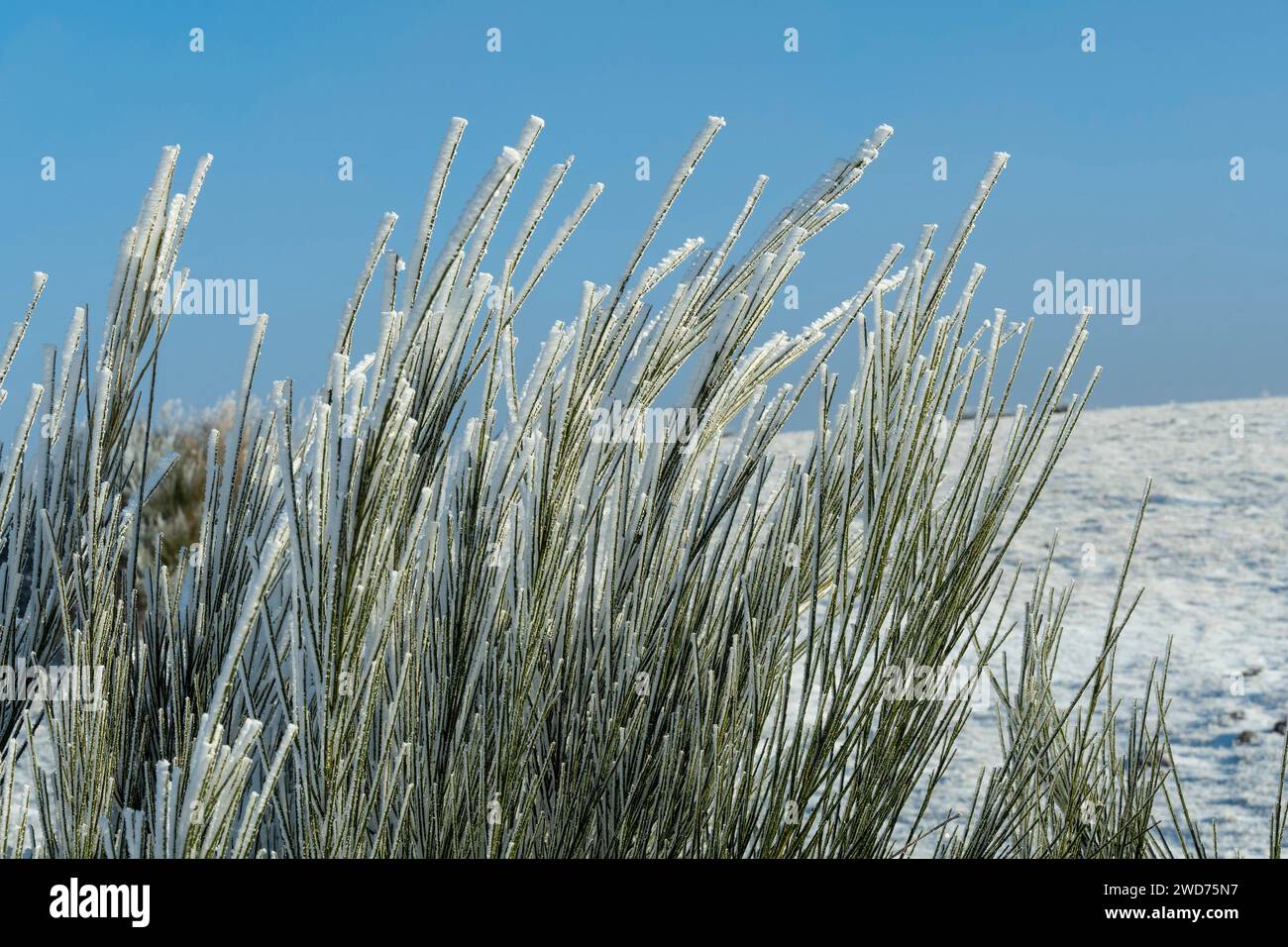The tall grass in a meadow covered with snow Stock Photo