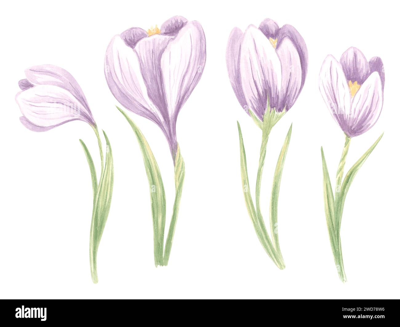 Watercolor set of violet crocuses flowers with green leaves. Isolated hand drawn illustration