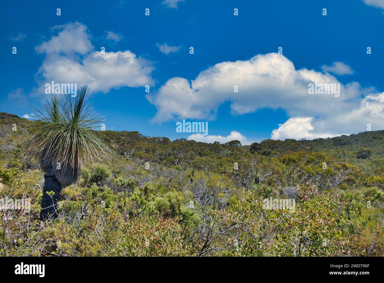 Stunted indigenous dune vegetation and a large grass tree in Lesueur National Park, Western Australia Stock Photo