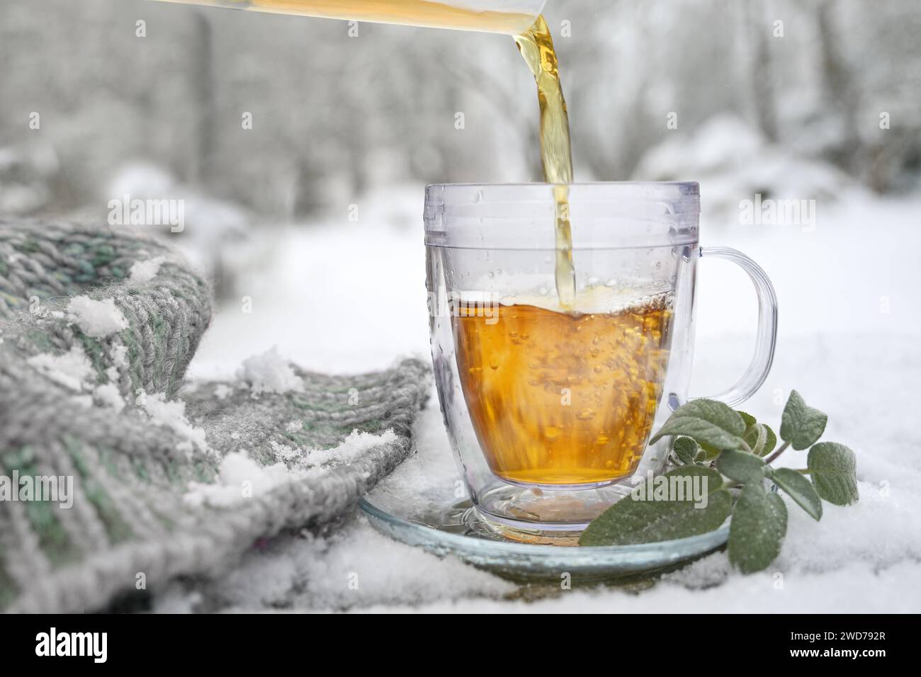 Hot herbal tea is poured in a glass cup outdoors in the snow, beside some sage leaves and a knitted scarf, medicinal herbs and home remedies against f Stock Photo