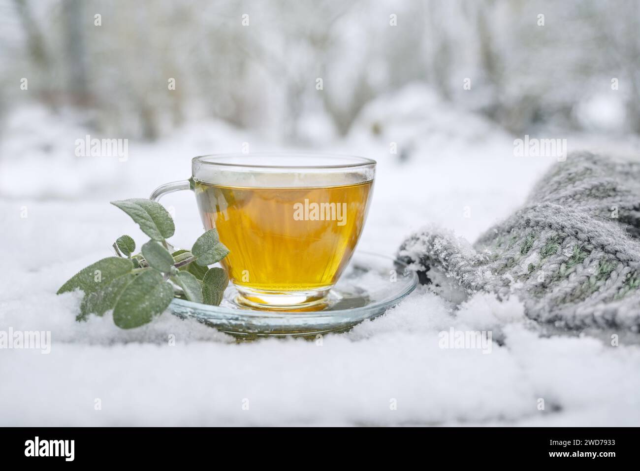 Hot sage tea in a glass cup and a woolen hat outdoors on a table in the snow, medicinal herb and home remedies against flu and cold in winter, copy sp Stock Photo