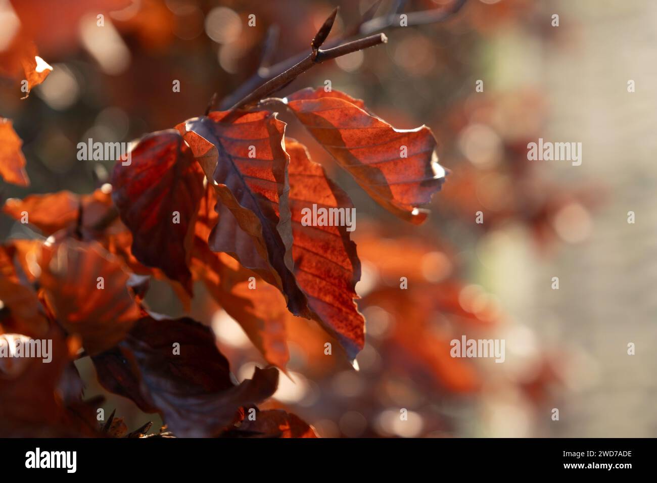 Red-brown discolored leaves of the common beech in autumn. Very close depth of field, background image. Copy space Stock Photo