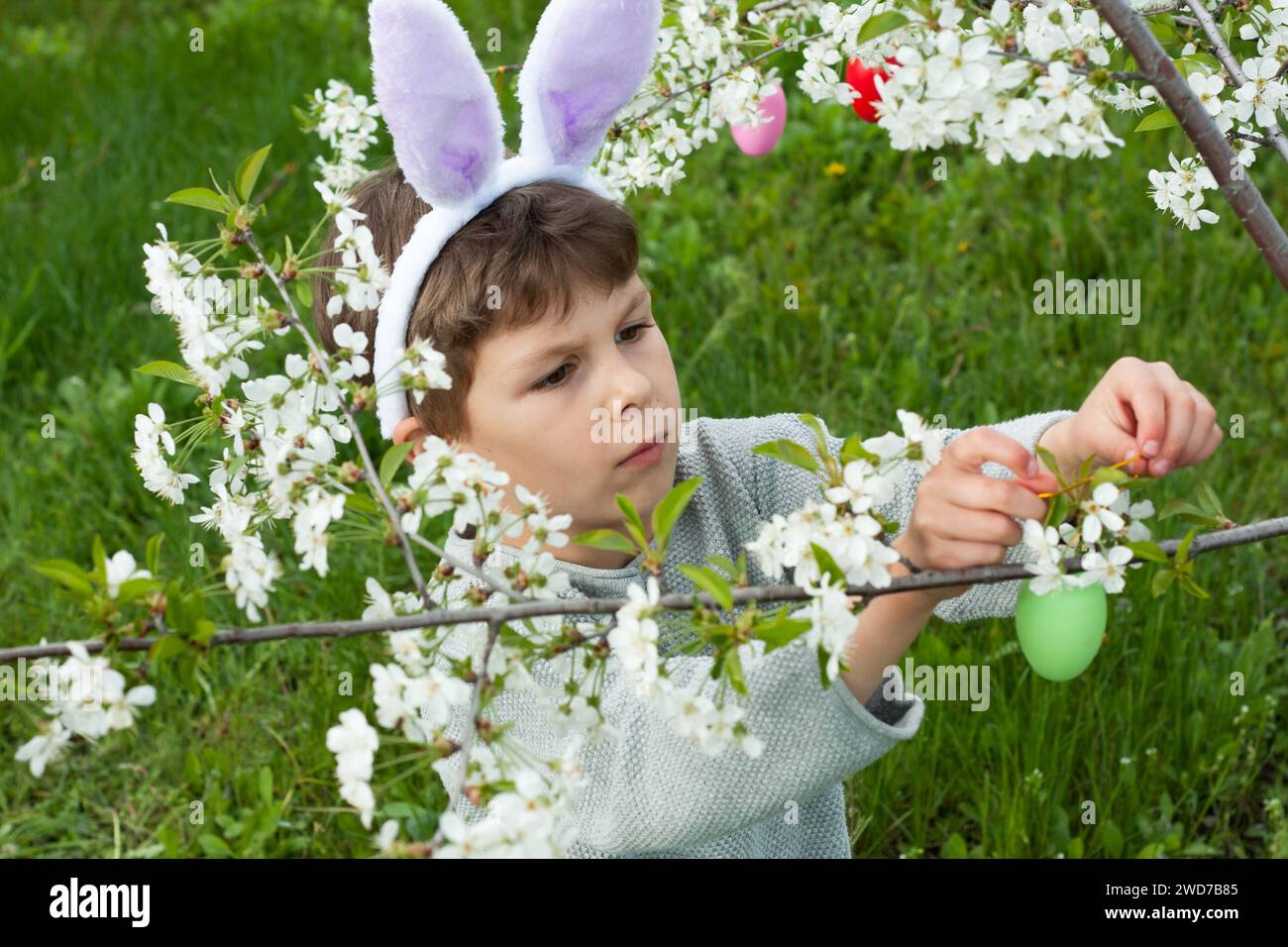 Easter egg hunt. preschool boy wearing bunny ears collecting colorful eggs on Easter egg hunt in garden. child decorating branches of flowering tree w Stock Photo