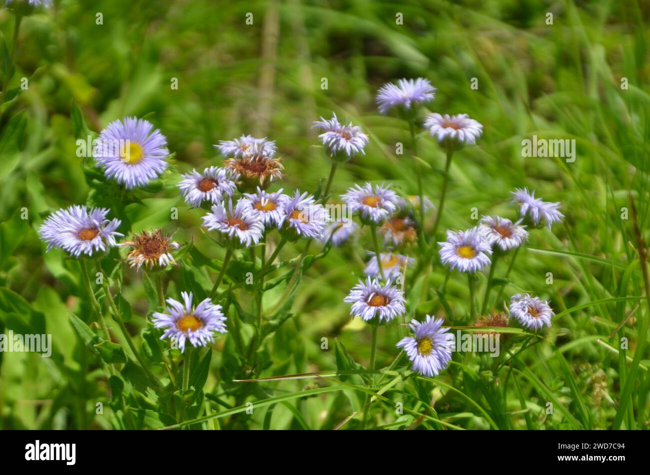 Ires clarki a medicinal herbs of alpine zone Stock Photo