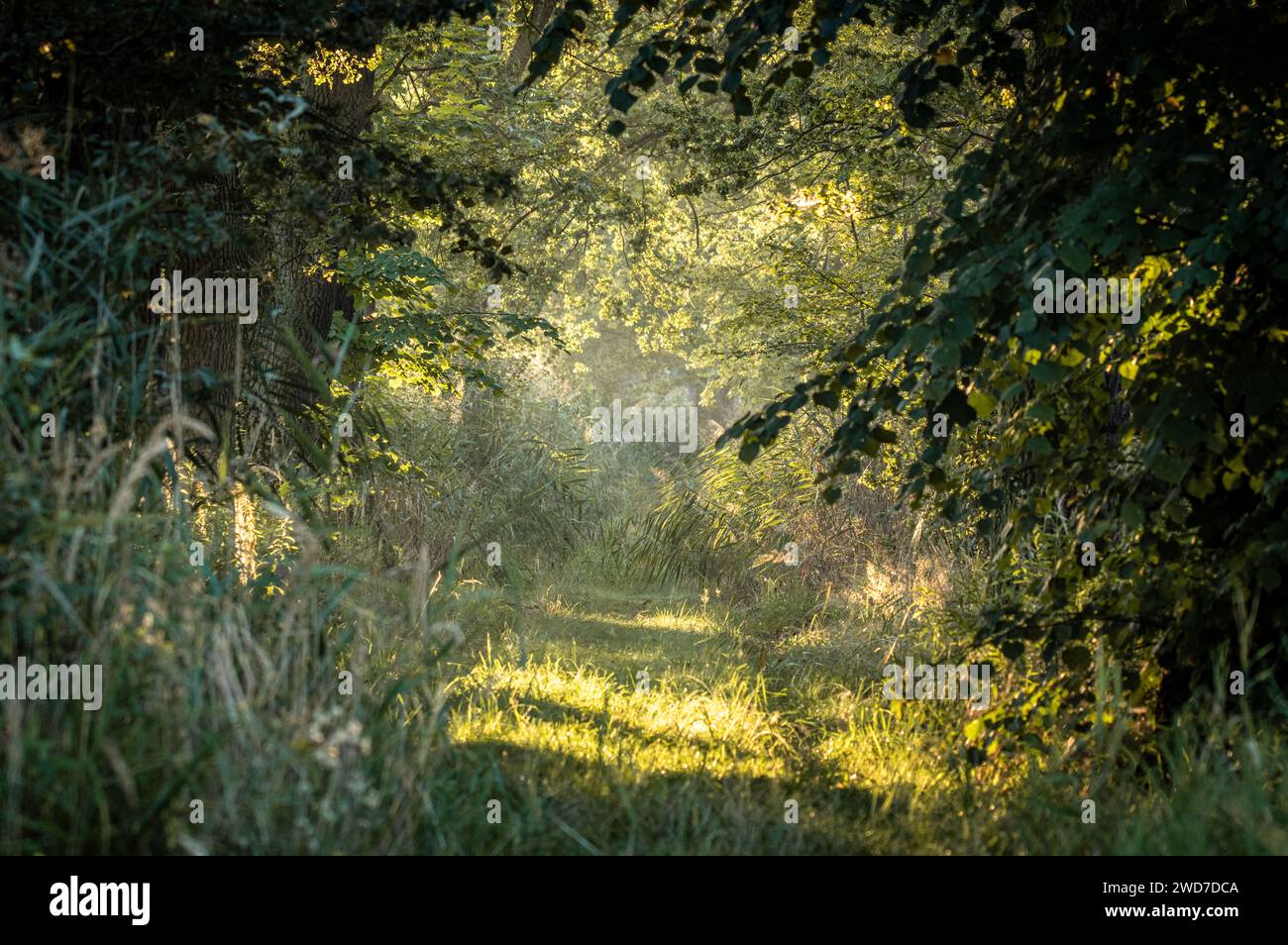 A bright sunlight streaming through the lush forest Stock Photo