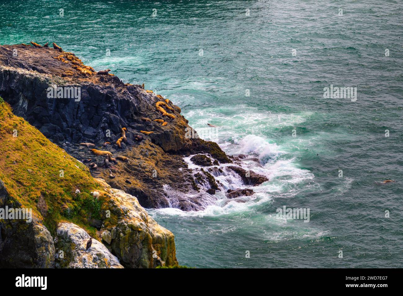 Sea lions resting on rocky cliff by Pacific ocean in Oregon Stock Photo