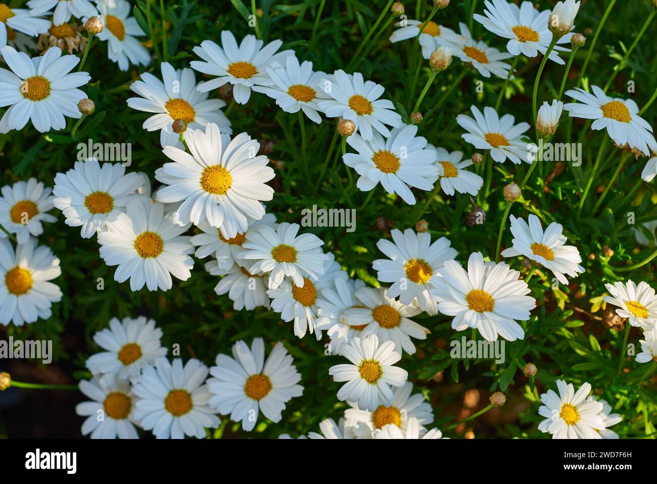 Close view of the Shasta Daisy Leucanthemum x superbum. Stock Photo
