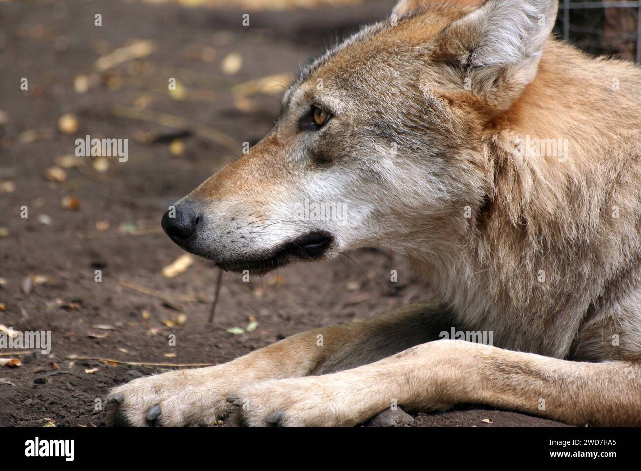 Profile of a wolf / Veresegyhaz Bear Farm, Hungary Stock Photo