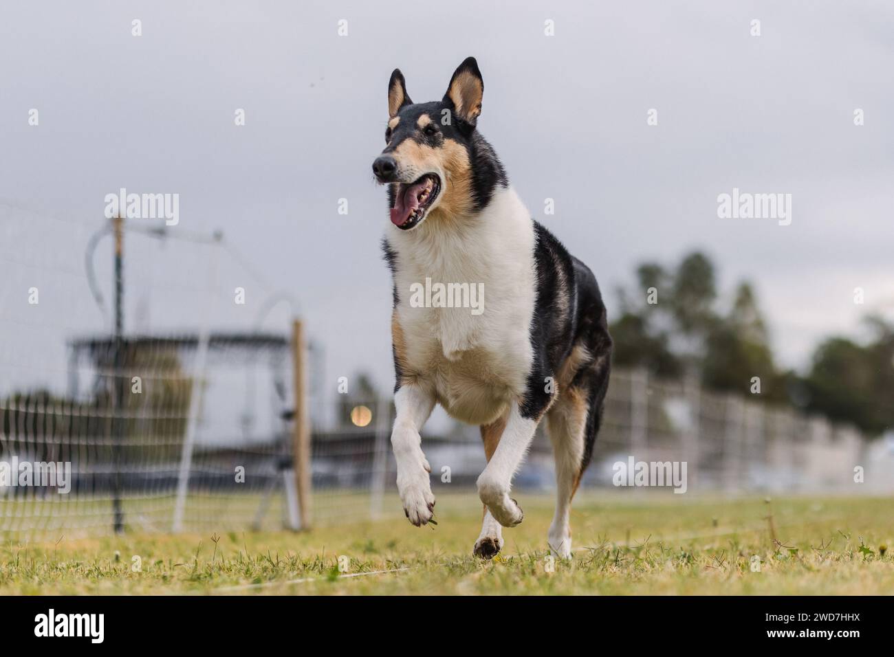 Tricolor Smooth Collie Running Lure Course Dog Sport on Cloudy Day Stock Photo