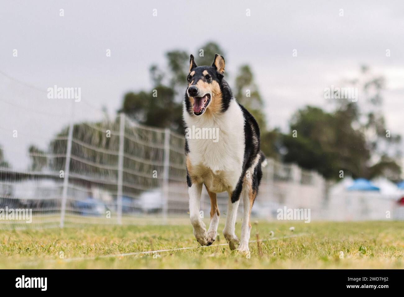 happy tricolor smooth Collie running lure course dog sport Stock Photo
