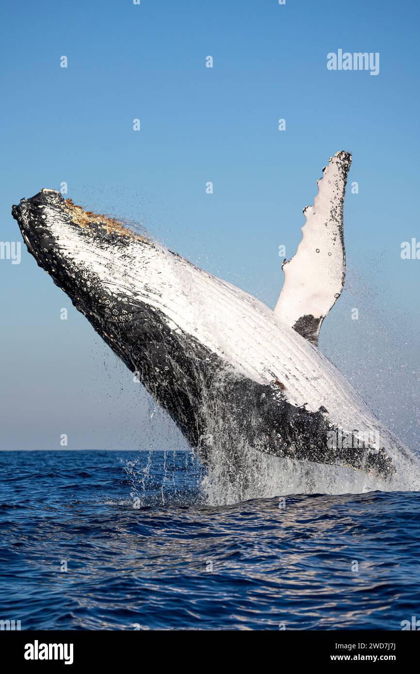 A humpback whale jumps out of the water Stock Photo - Alamy