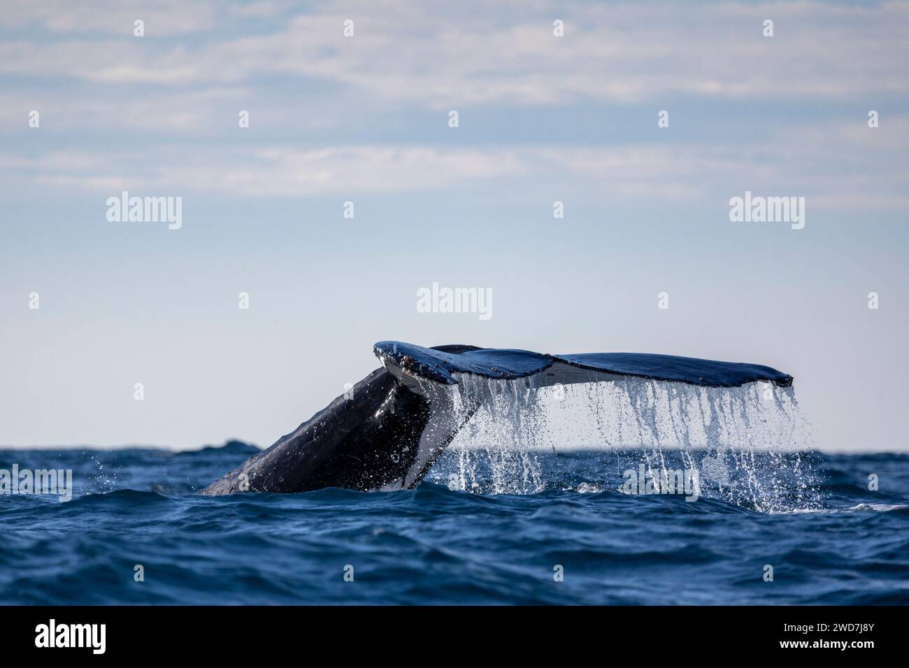 a whale tail when diving Stock Photo - Alamy