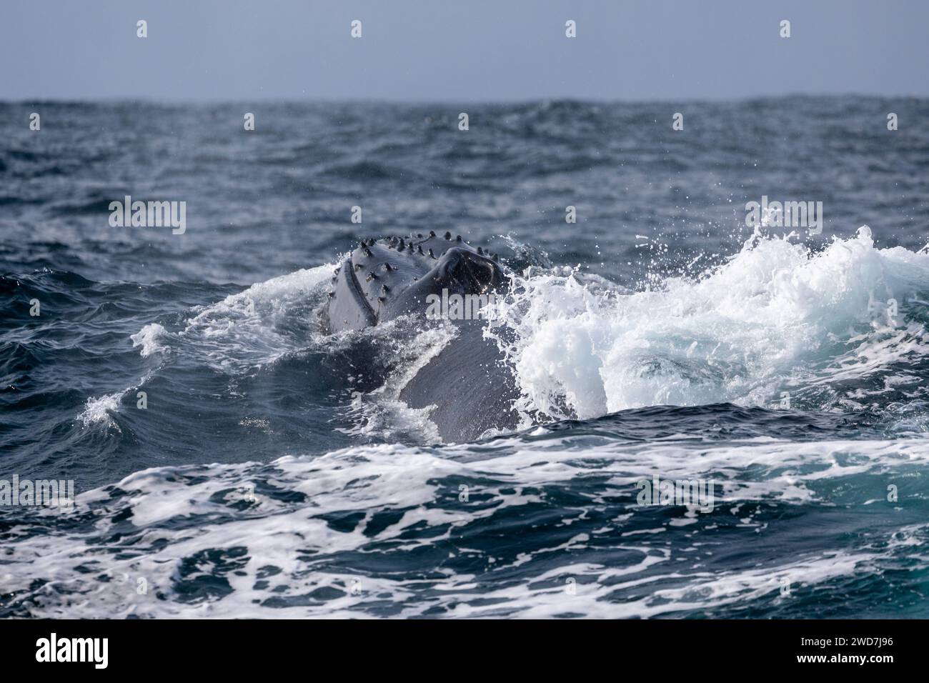 Blue whale blowhole hi-res stock photography and images - Alamy
