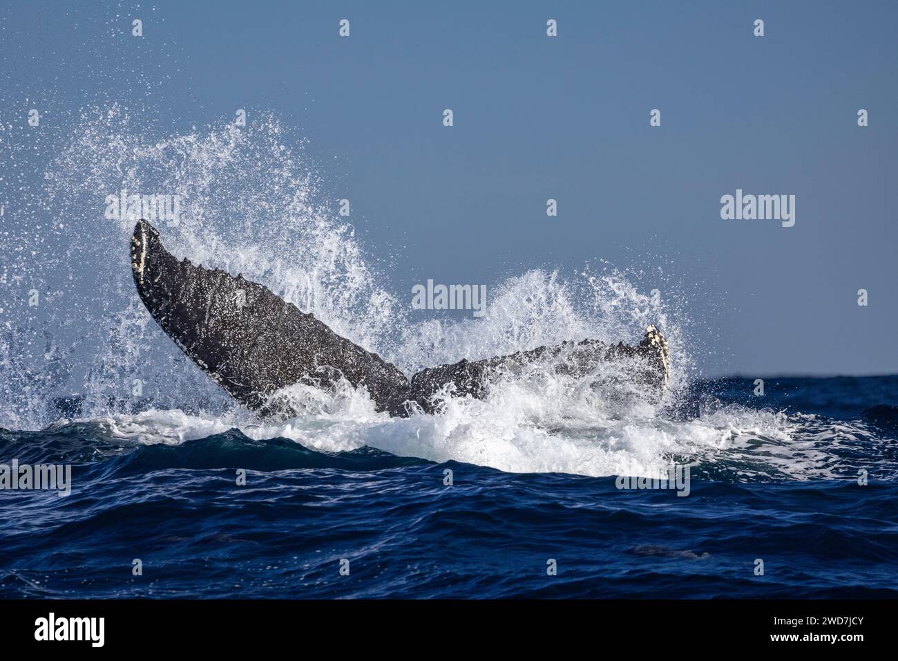 a whale tail when diving Stock Photo - Alamy