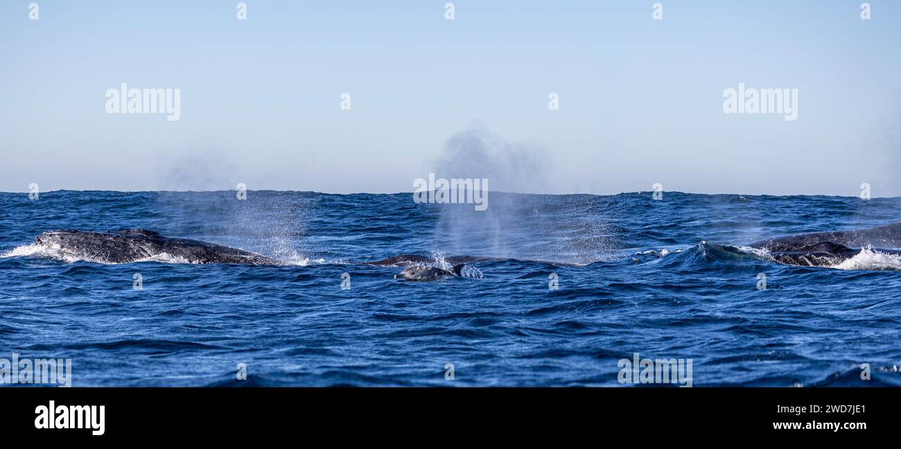 A pod of humpback whales breathes at the surface Stock Photo - Alamy