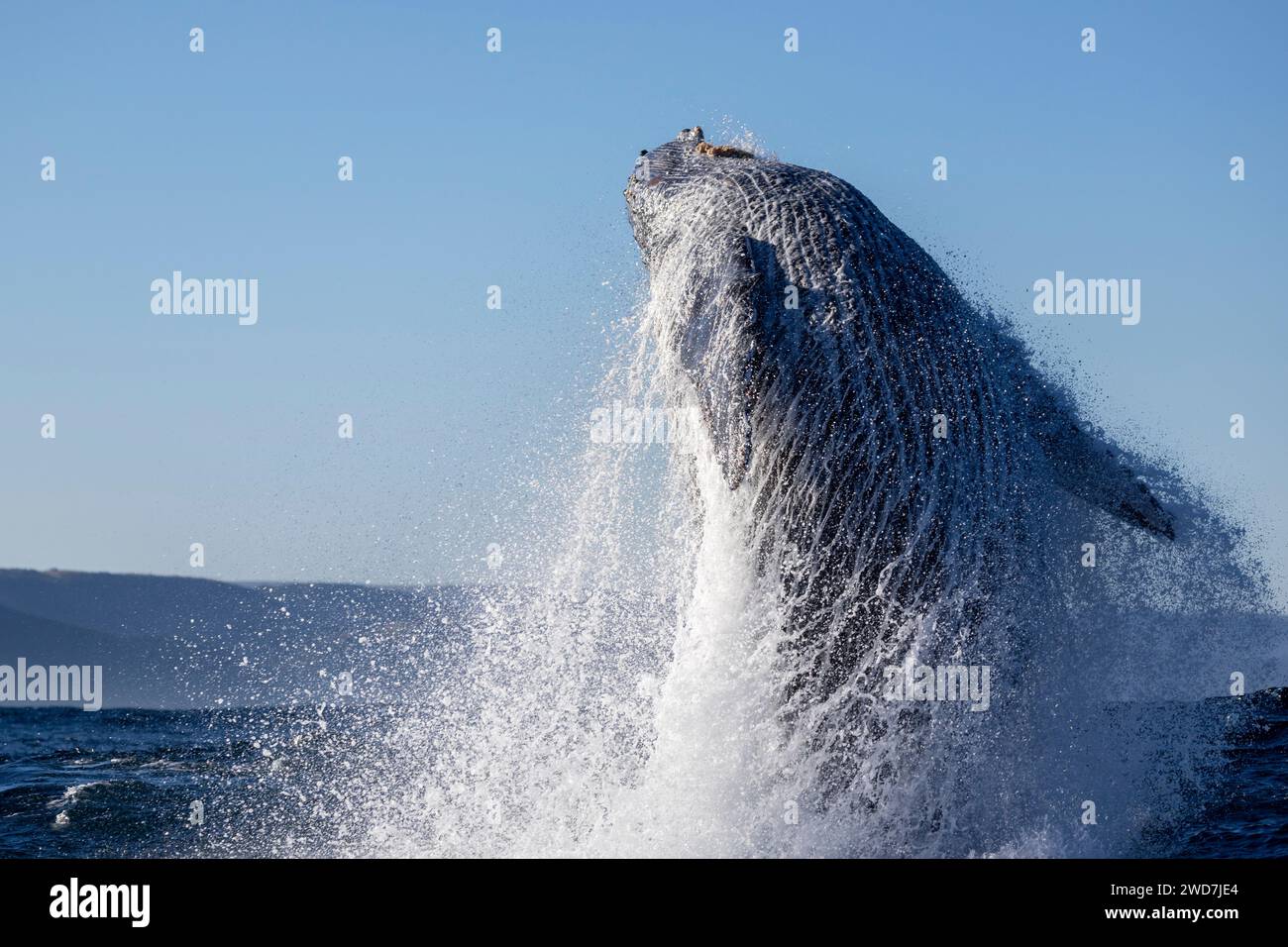 A humpback whale jumps out of the water Stock Photo - Alamy