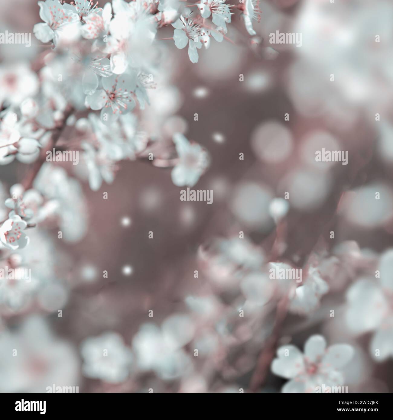 Cherry blossom at bokeh background, outdoor springtime nature Stock Photo
