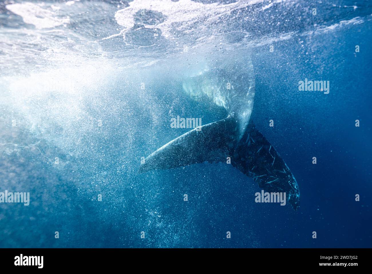 A humpback whale's tail swims through the water Stock Photo - Alamy