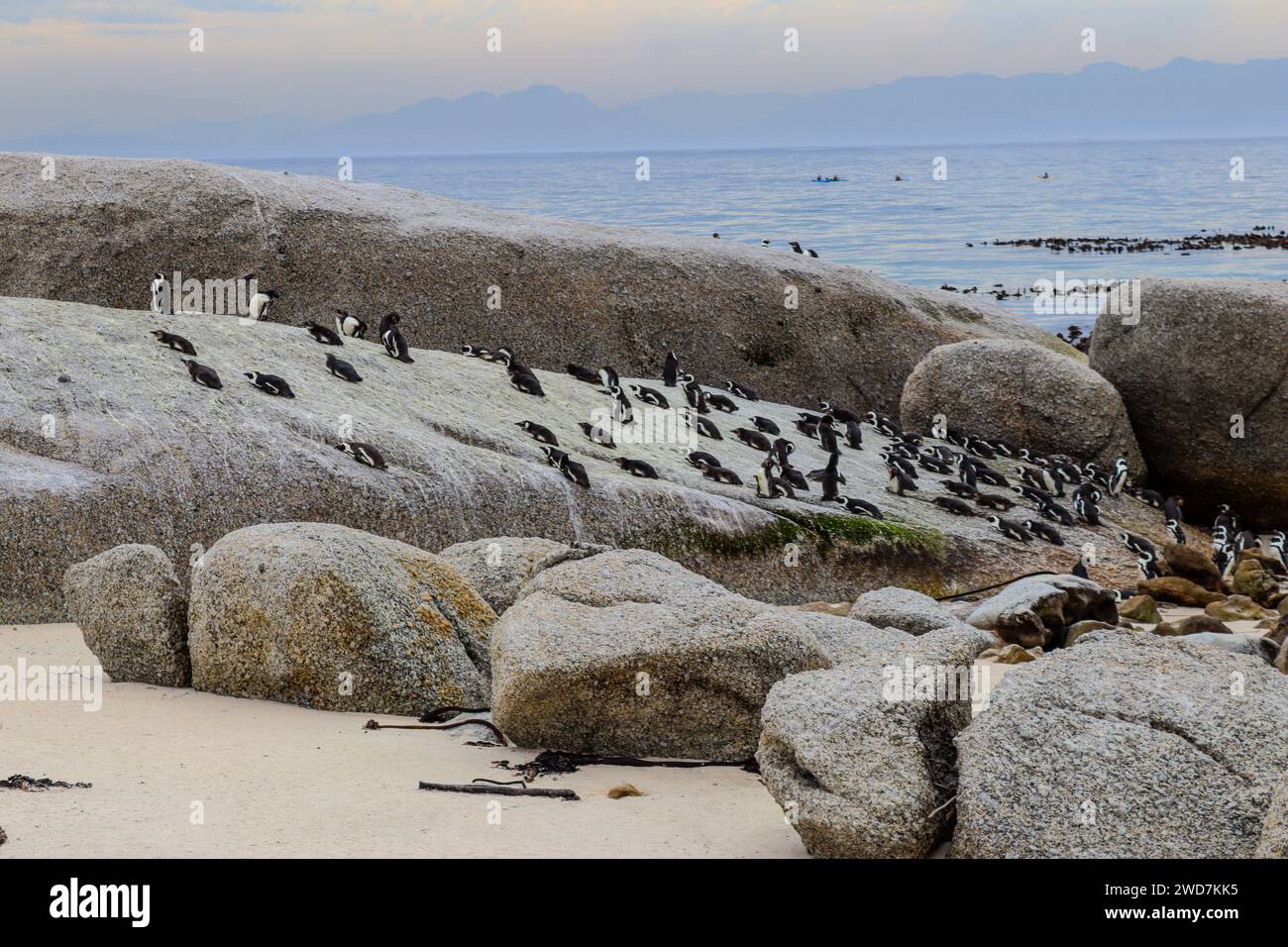 boulders-beach-penguins-capetown-hi-res-stock-photography-and-images