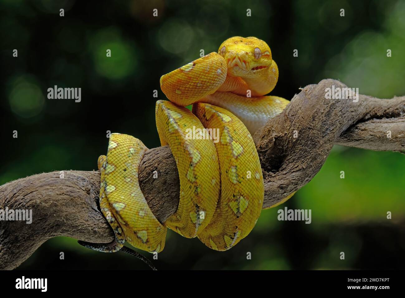green tree python snake with prey on branch Stock Photo