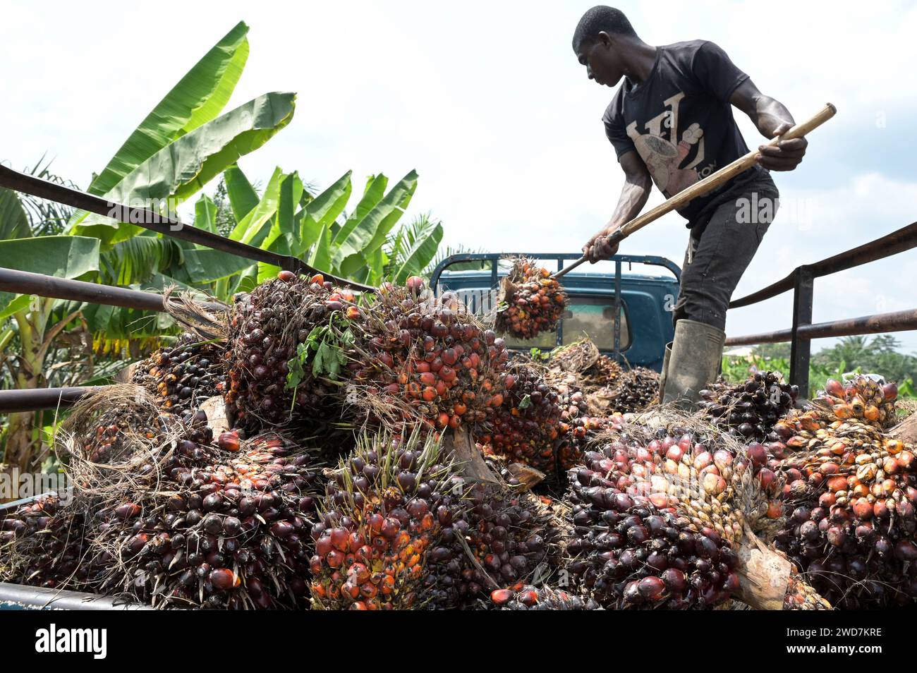 GHANA, Nkawkaw, palm oil cultivation and harvest, palm oil fruit on truck / GHANA, Ölpalm Anbau