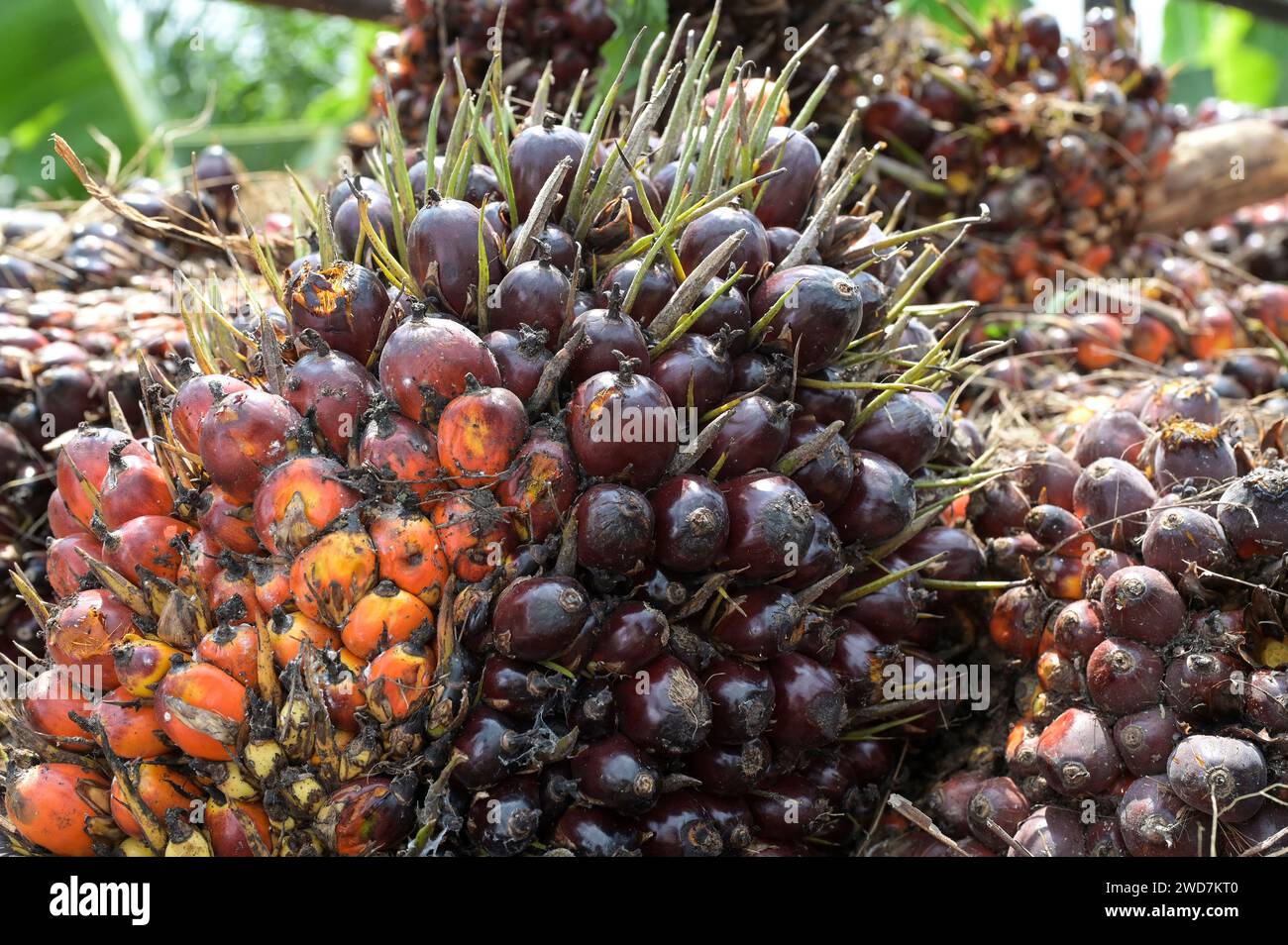 GHANA, Nkawkaw, palm oil cultivation and harvest, palm oil fruit with ...