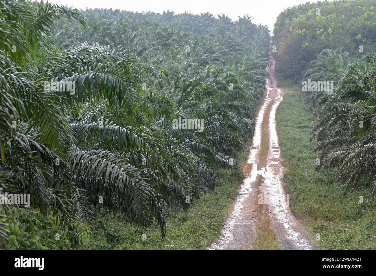 GHANA, Kwae, GOPDC, a member of the Siat Group of Belgium, is an integrated agro-industrial company specialized in the cultivation of oil palm, extraction of crude palm oil and palm kernel oil, oil palm plantation / GHANA, Ölpalmen Plantage von GOPDC in Kwae Stock Photo