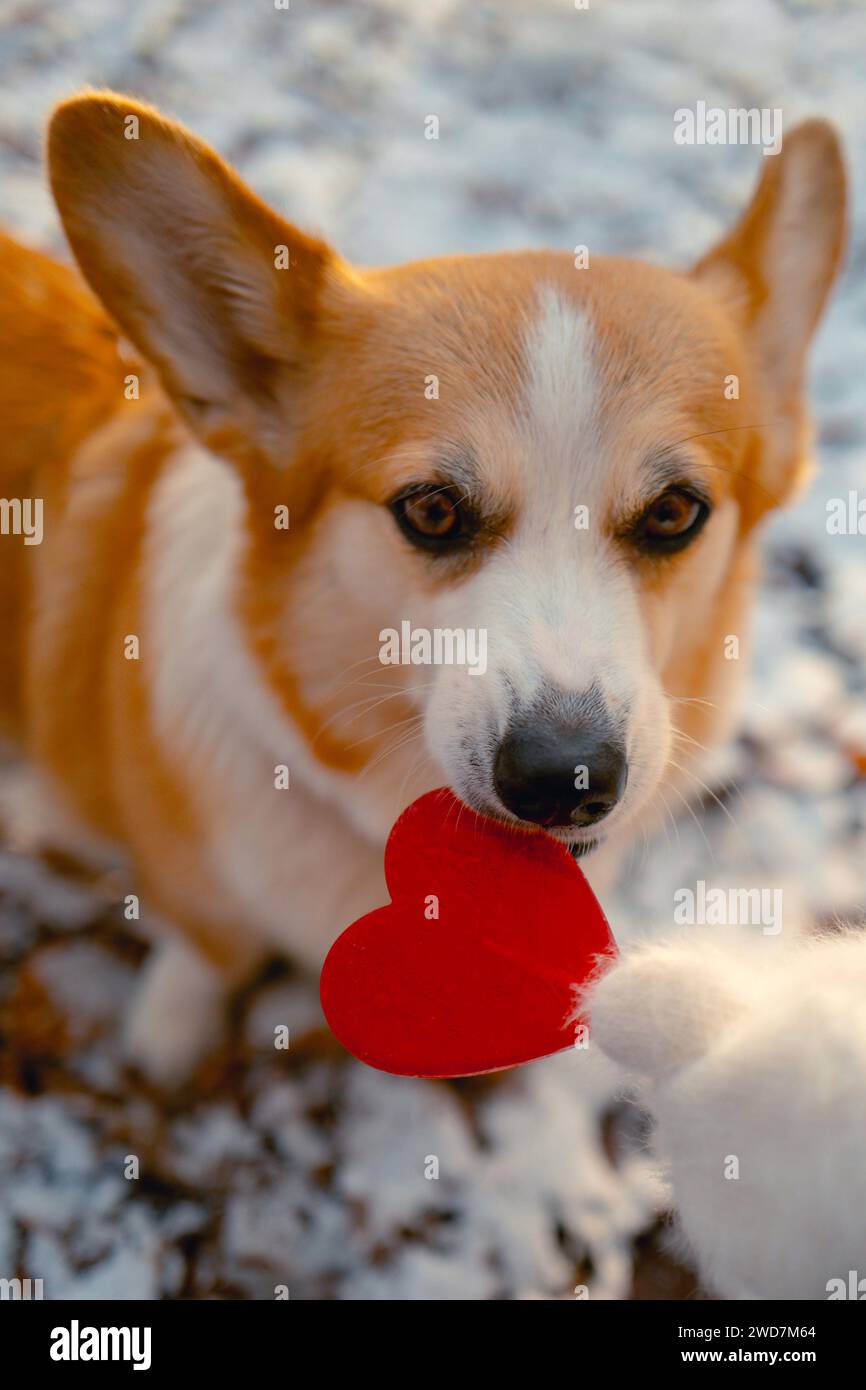 dog licks a lollipop heart, Valentine's day Stock Photo Alamy