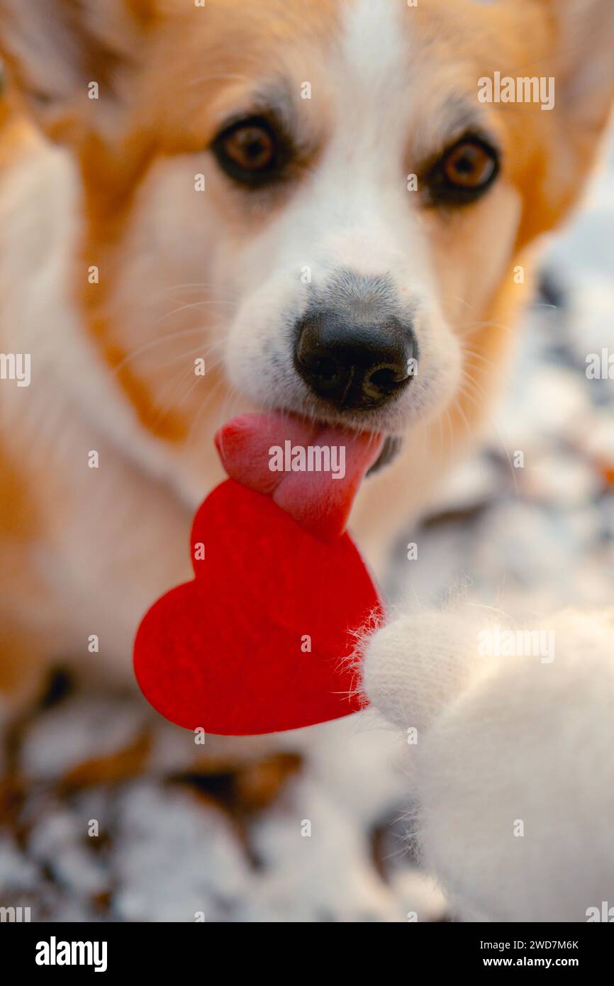 dog licks a lollipop heart, Valentine's day Stock Photo Alamy
