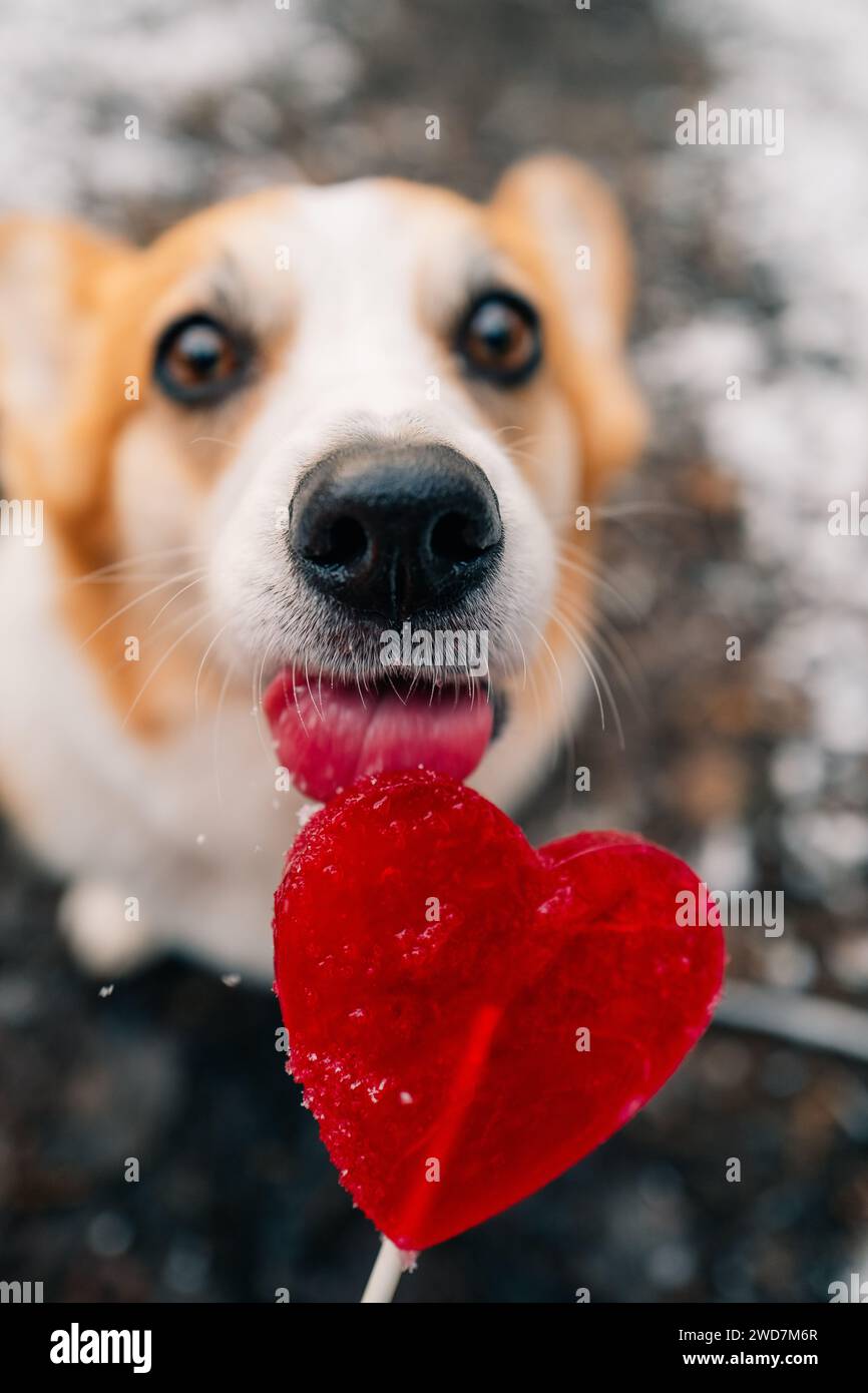 dog licks a lollipop heart, Valentine's day Stock Photo Alamy
