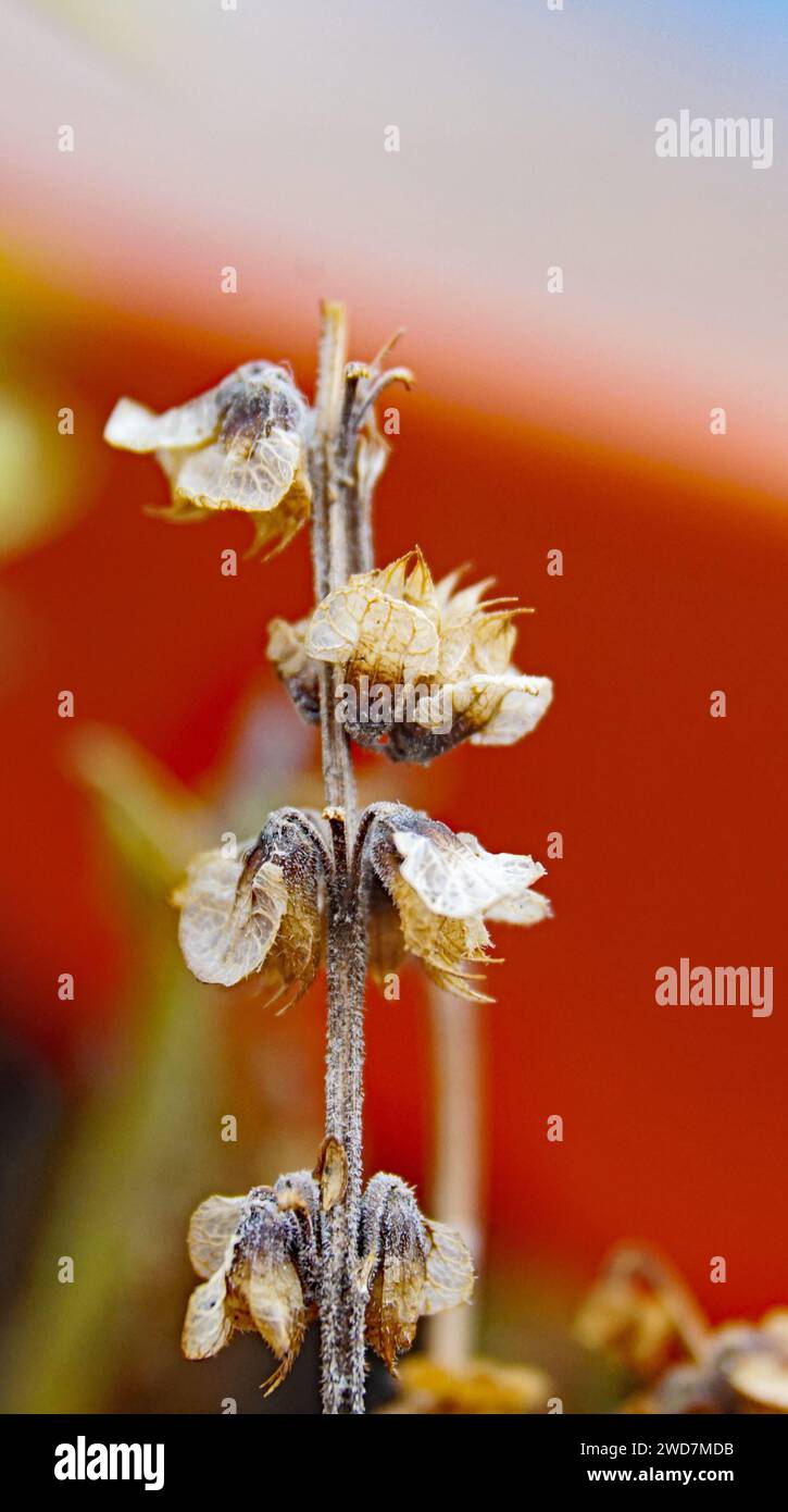 Basil sprouts in a pot for backgrounds Stock Photo
