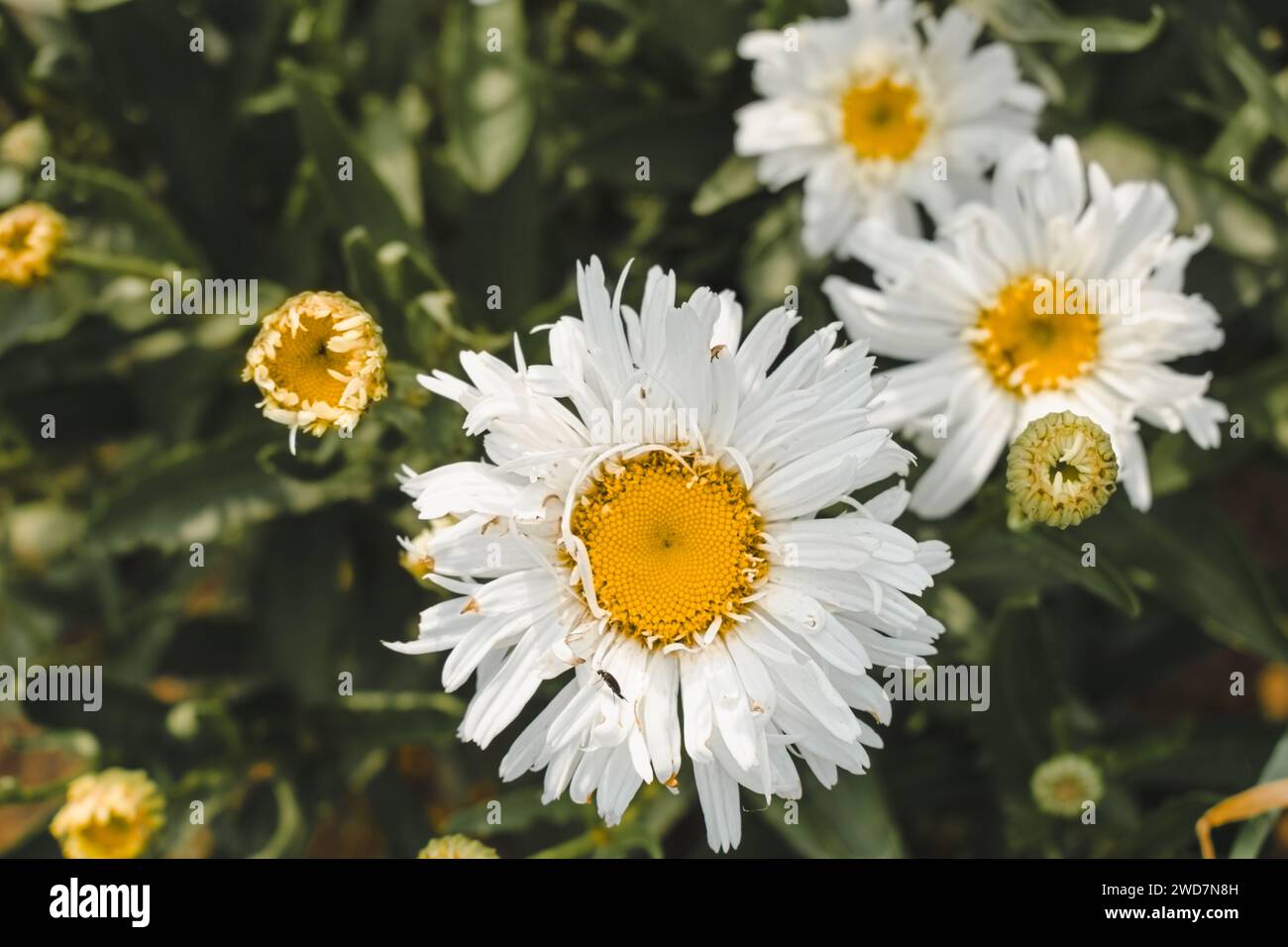 Flower field chamomile lonely hi-res stock photography and images - Alamy