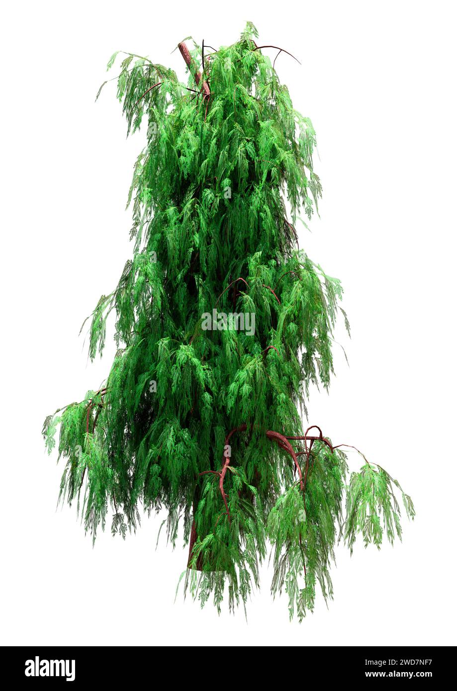 3D rendering of a Kashmir cypress tree isolated on white background Stock Photo