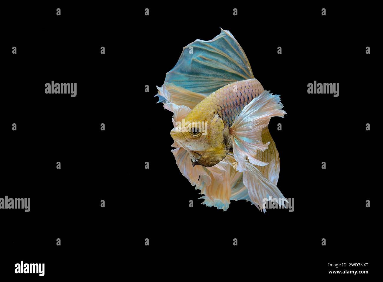 Yellow betta fish swimming in aquarium Stock Photo