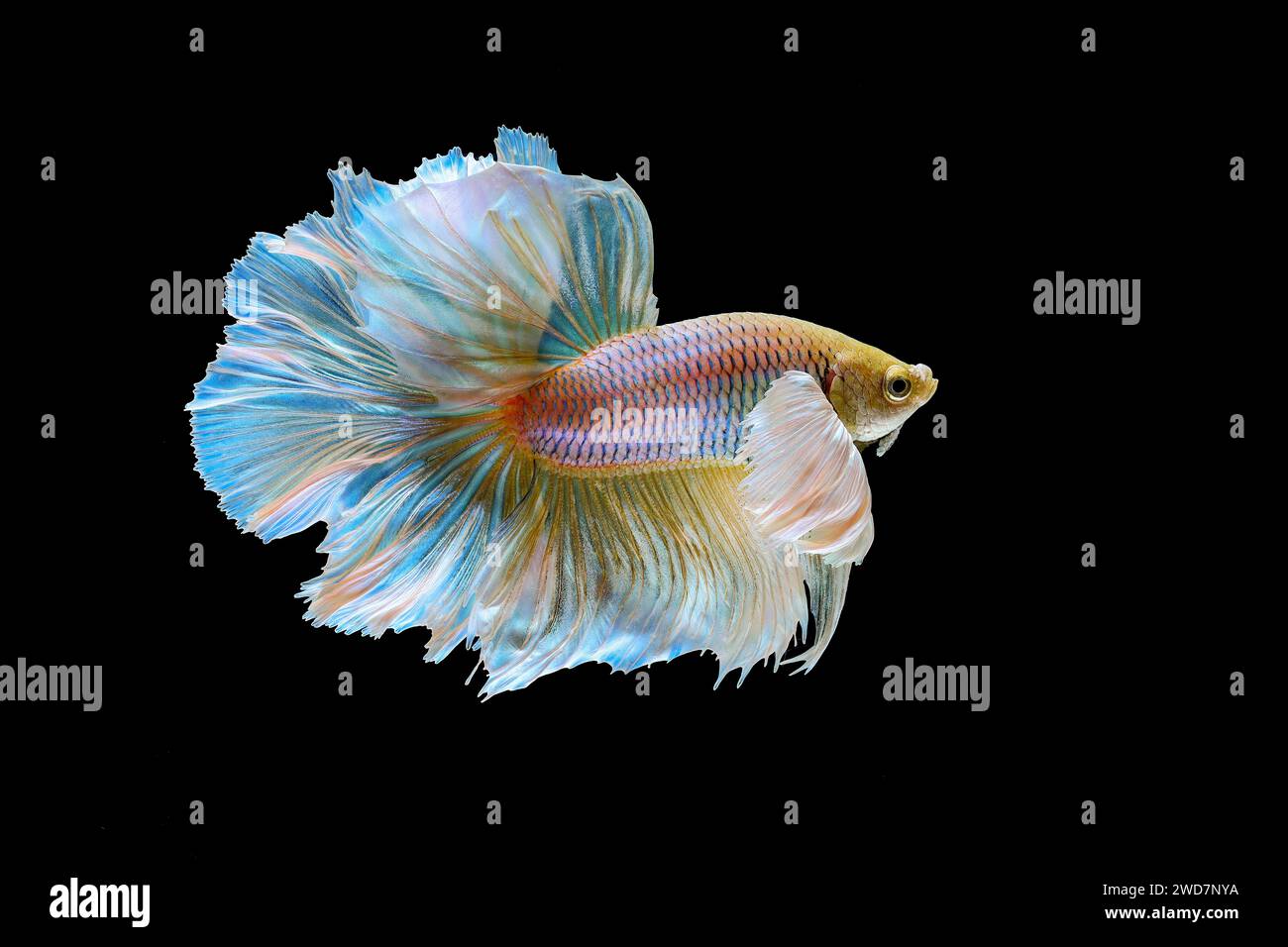 Yellow betta fish swimming in aquarium Stock Photo