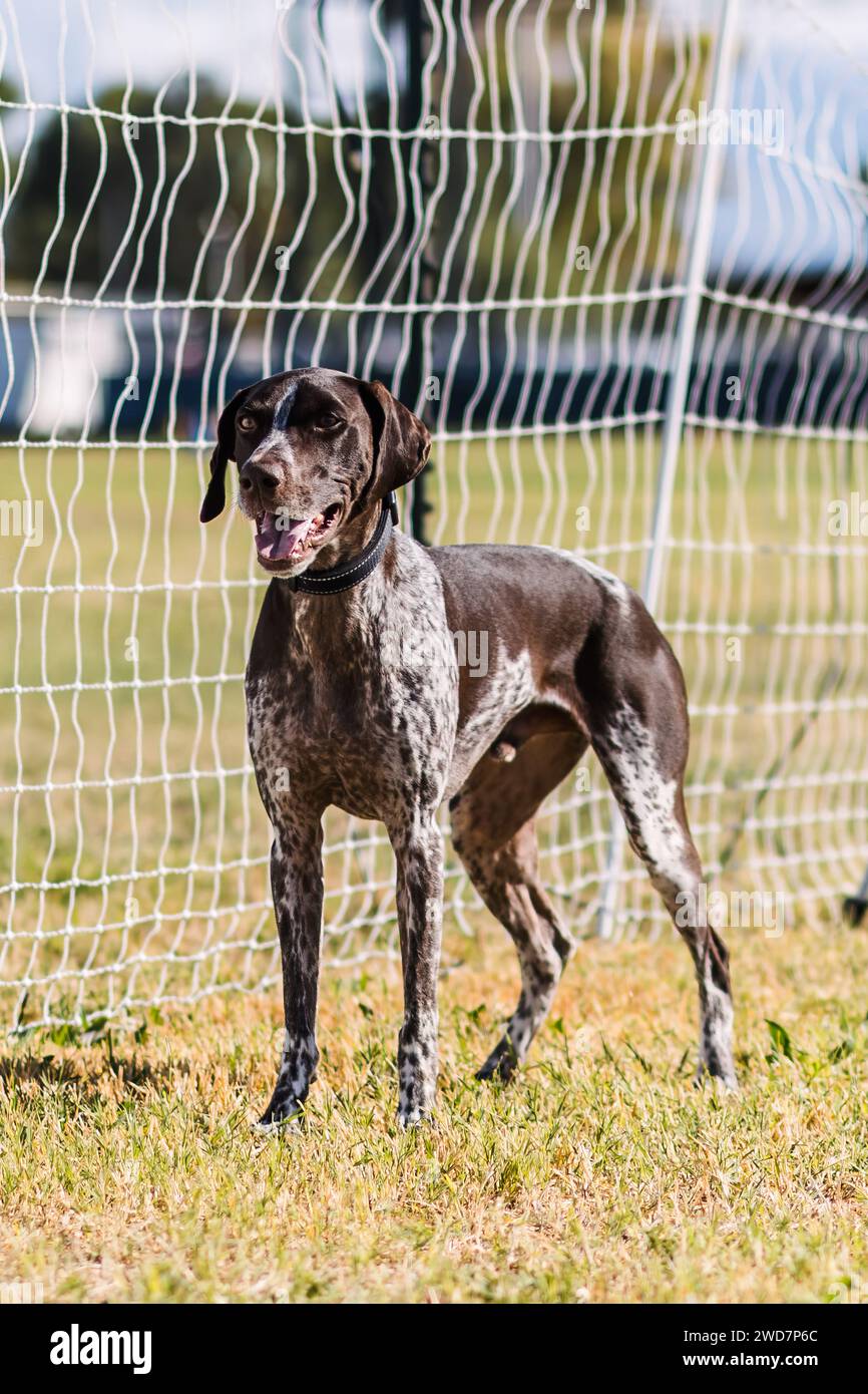 happy German Shorthaired Pointer dog competing in lure course sport Stock Photo