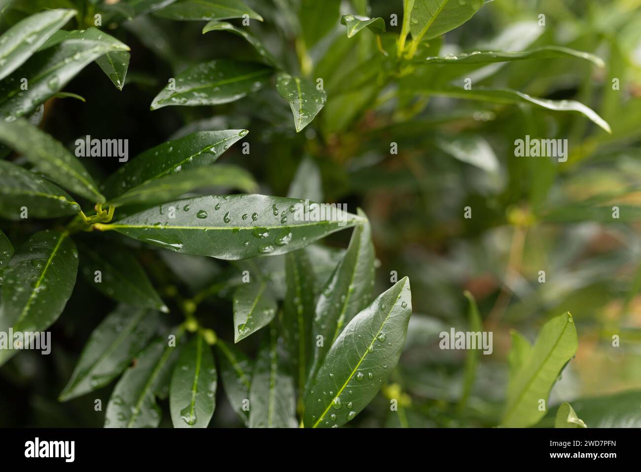 close-up of raindrops on green juniper bush Stock Photo